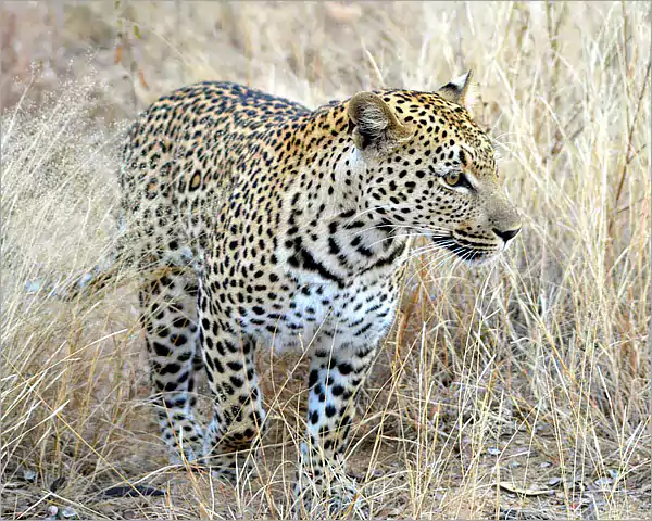 The leopard - Kruger Park Big 5 The leopard - Kruger Park Big 5