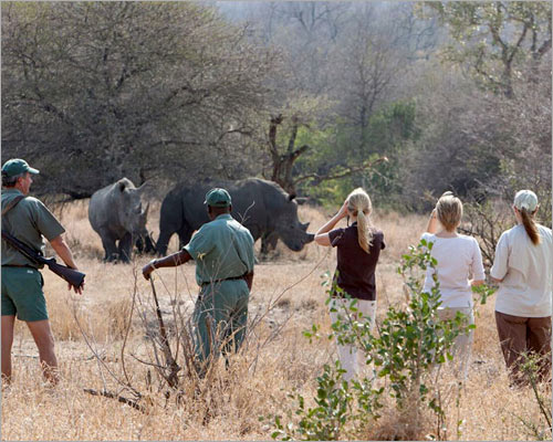 Some of the Best Reasons to Take a Bush Walk