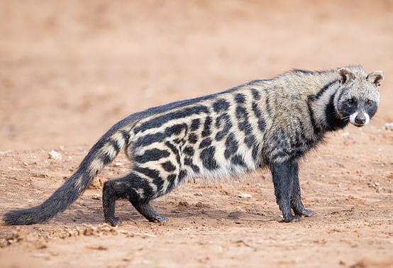 African Civet