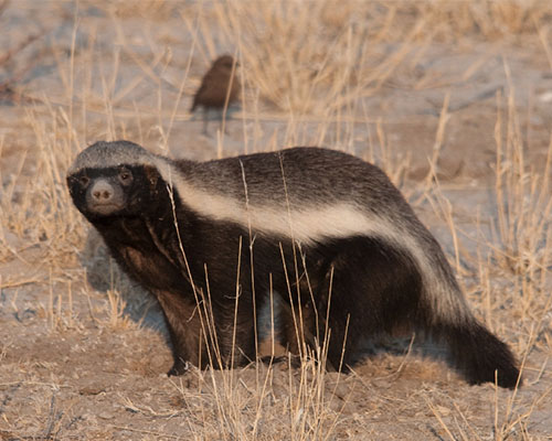 The fearless honey badger