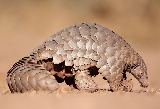 Pangolin