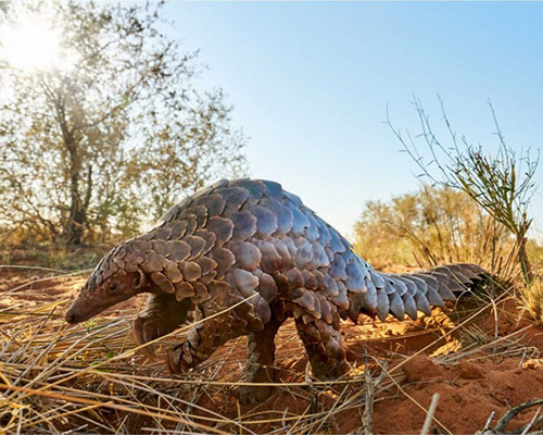 Pangolin