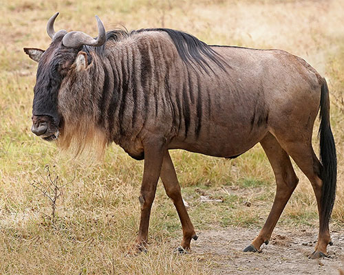 Blue wilderbeest
